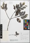 Foto von Salix myrsinifolia Salisb.